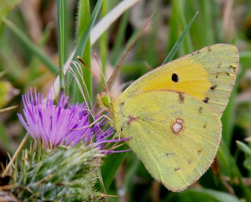 Pale_Clouded_Yellow_Butterfly
